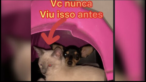 #viral cadela e gato