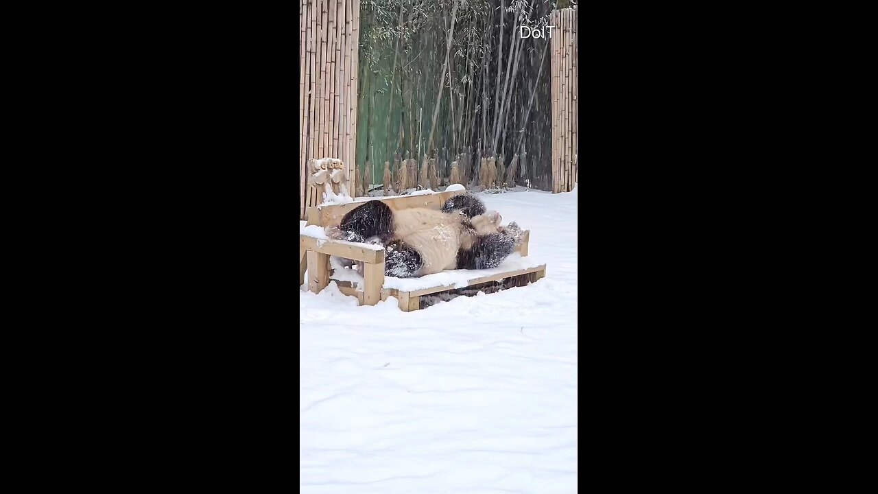 Panda Out In The Snow