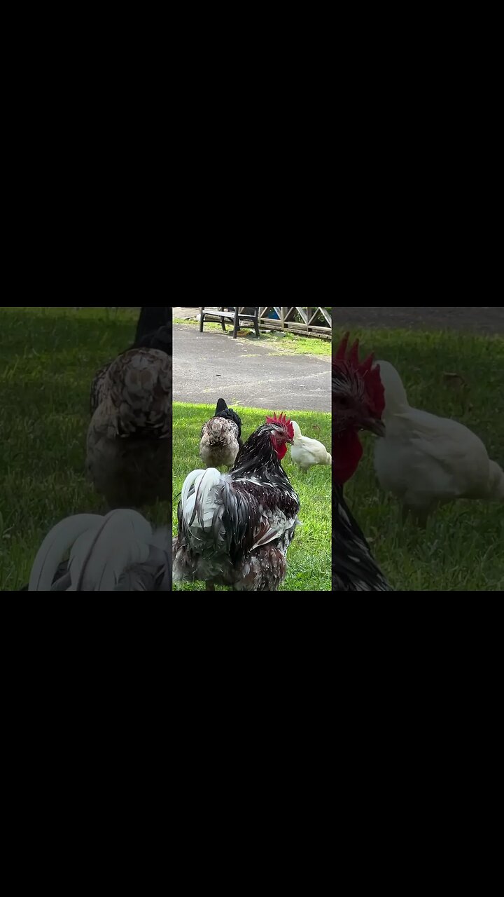 A beautiful day on the mountain! #chickens #shorts #cats
