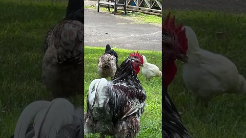 A beautiful day on the mountain! #chickens #shorts #cats