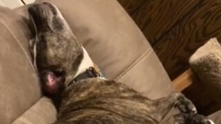 This Sleeping Dog Is Definitely Having The Happiest Of Dreams