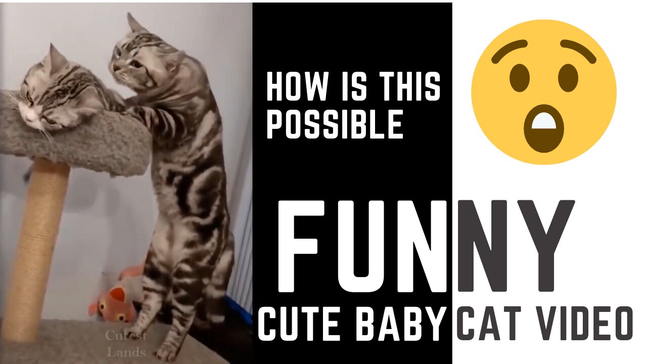 Cutest Pets ♥ Cute Baby Animals & Funny Pets Video Compilation (must watch)
