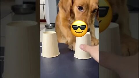 Playing My Dogs Favourite Game 😂 #shorts #dog