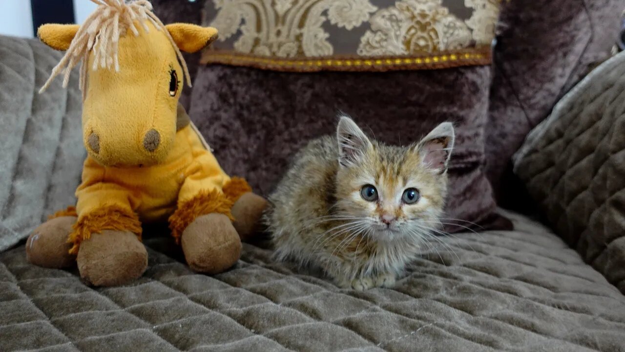 Первые дни Спасение котенка от смерти - в новом доме