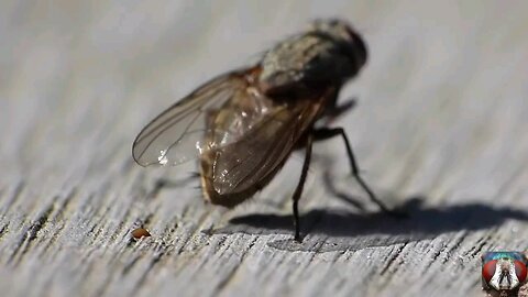 Capture The Moment Of Pooping Small Insects - Funny Animal Video