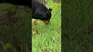 Rottweiler 😁 #shorts #short #viral #trending #subscribe