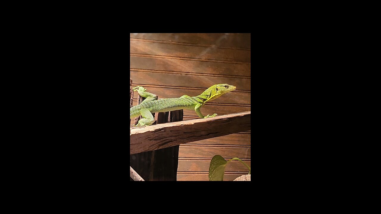 first time hand feeding my green tree monitor