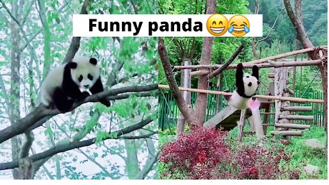 Cute Panda's funny moment