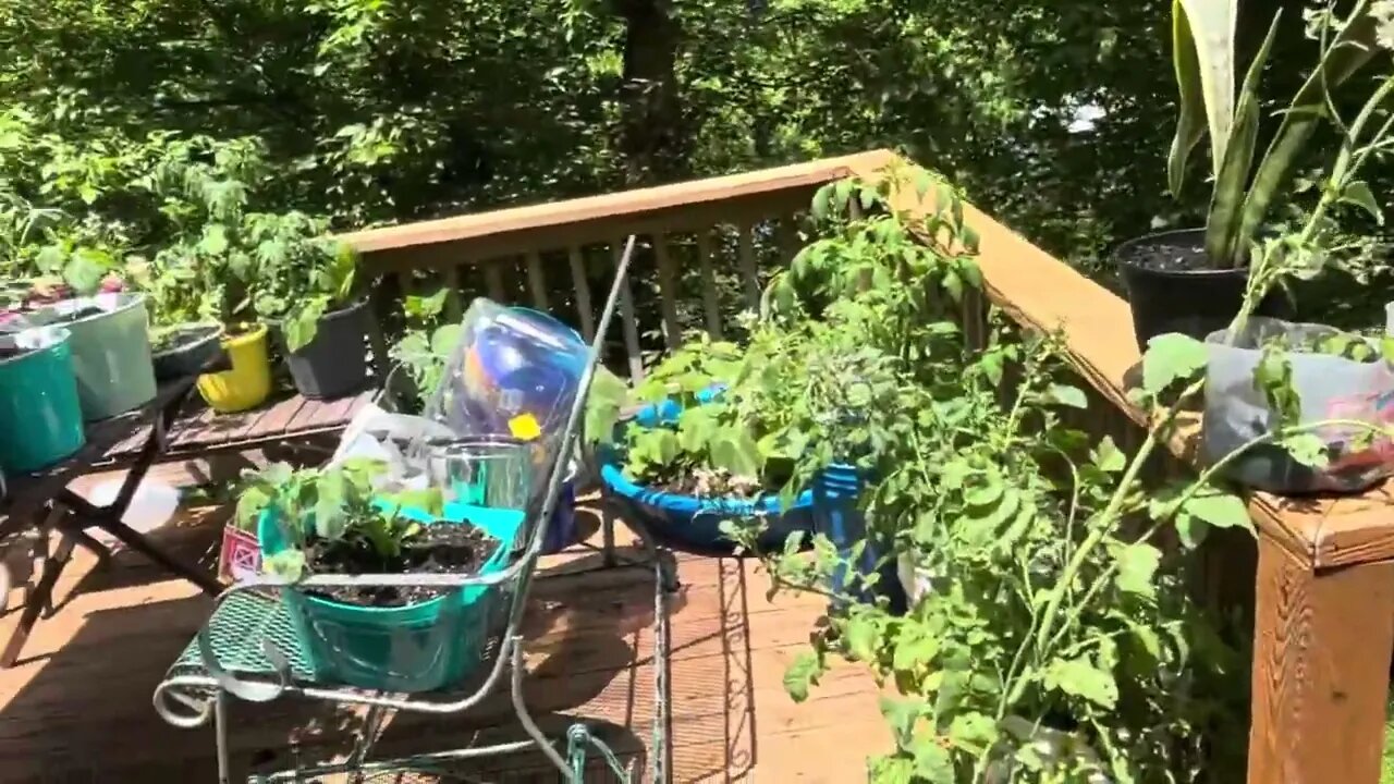 The Garden Kitties & Update On The Garden The Wind Got Harsh!