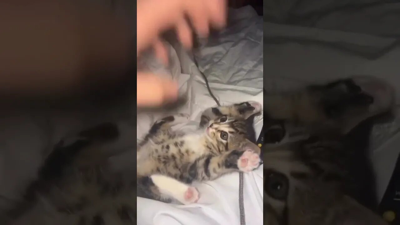 my cute cat playing with me #cat #cute #tranding #tiktok #tiktokvideo #animelover