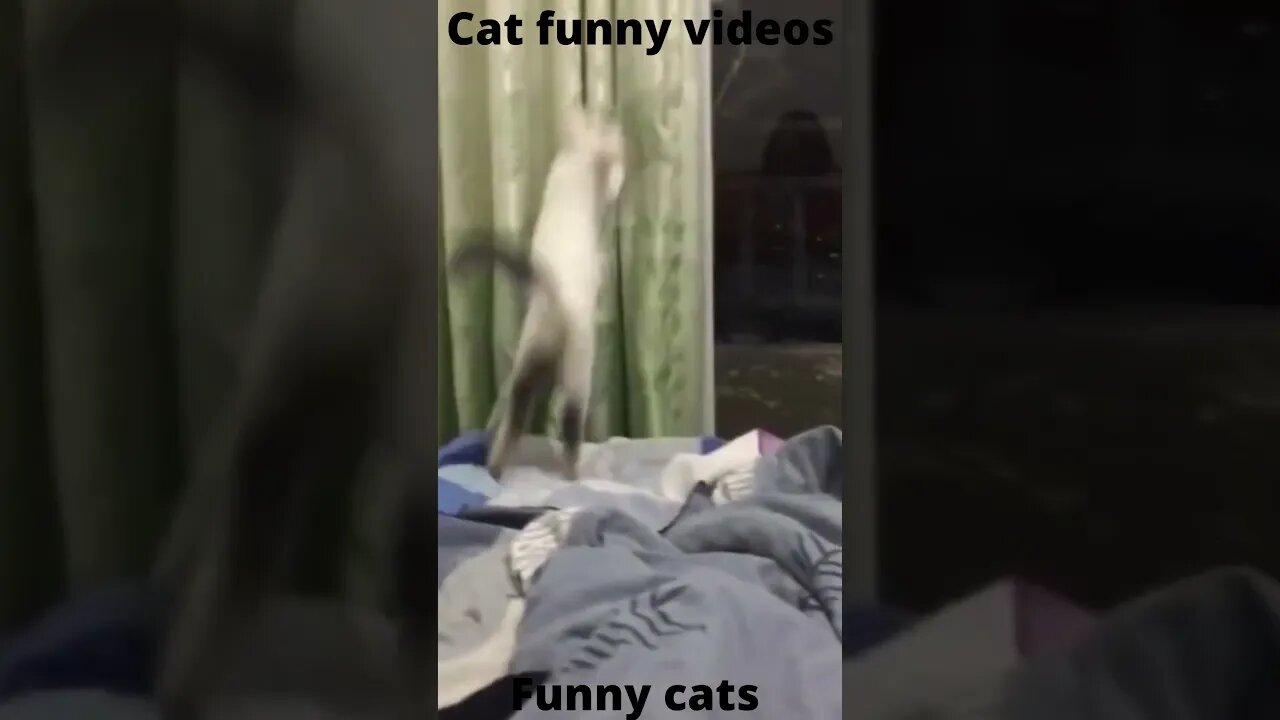 cats funny video 😂😂😂|#shorts #subscribe #trending #youtubeshorts #shortsvideos #cat #catsvideos