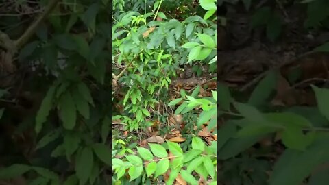 Chipmunk In The Foliage