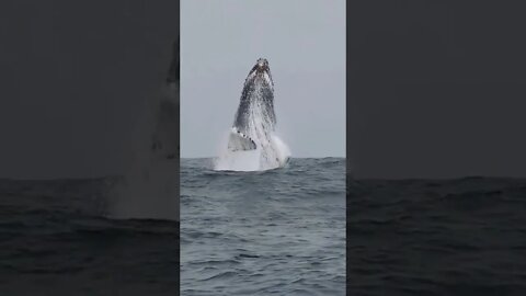 Magnificent WHALE Jump #shorts