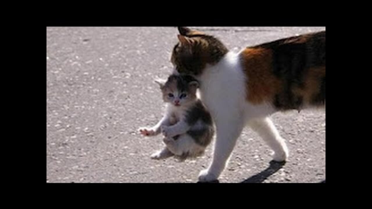 Mama Cat Takes Back Crying Kitten From Toddler