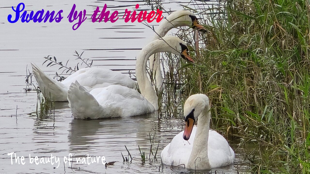 Swans at the river feeding / beautiful water birds in nature.