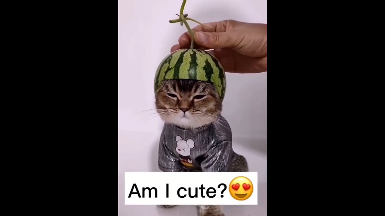 Funny cats compilation III