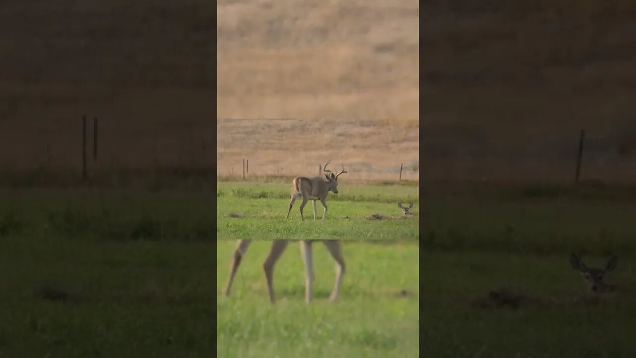 Just some struttin bucks #shorts #deer #deerhunting