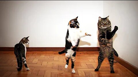 Pets Dancing 😹 Funny Animals Dancing 😂 [Funny Pets]🤣