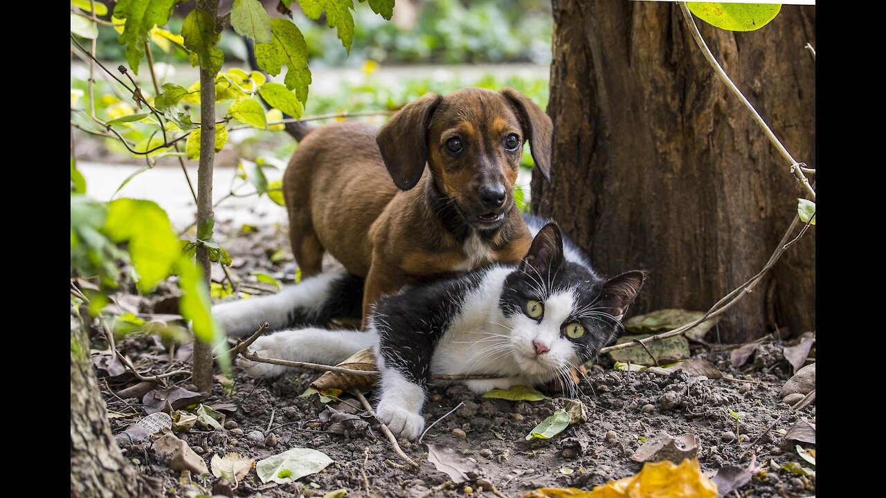 How to train your dog to leave your cat alone | How to teach your dog and cat to get along