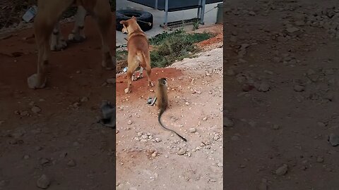 The monkey still did not stop annoying the dog!😀