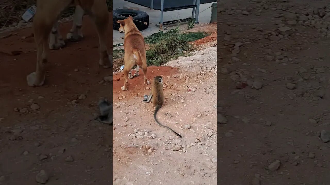 The monkey still did not stop annoying the dog!😀
