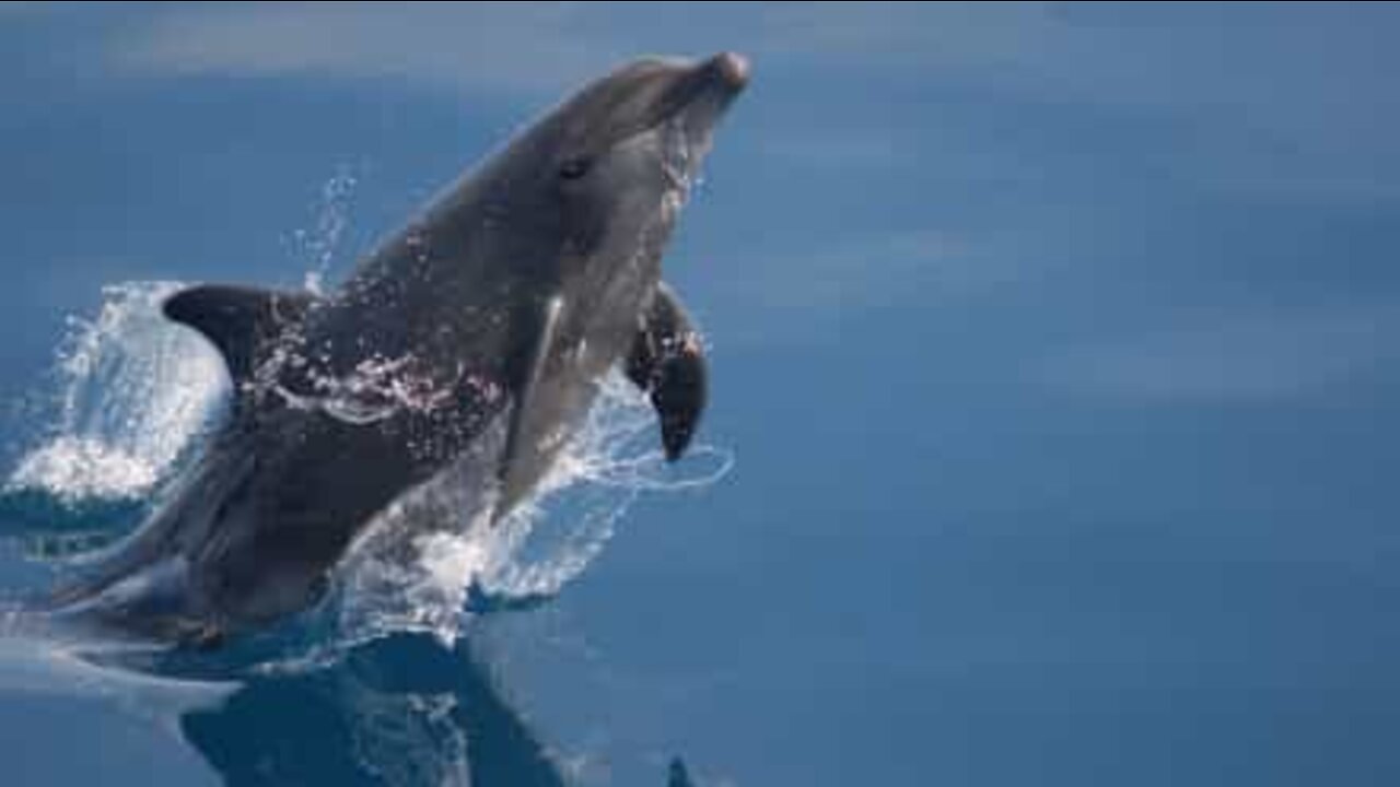 Dolphins swim along with boat