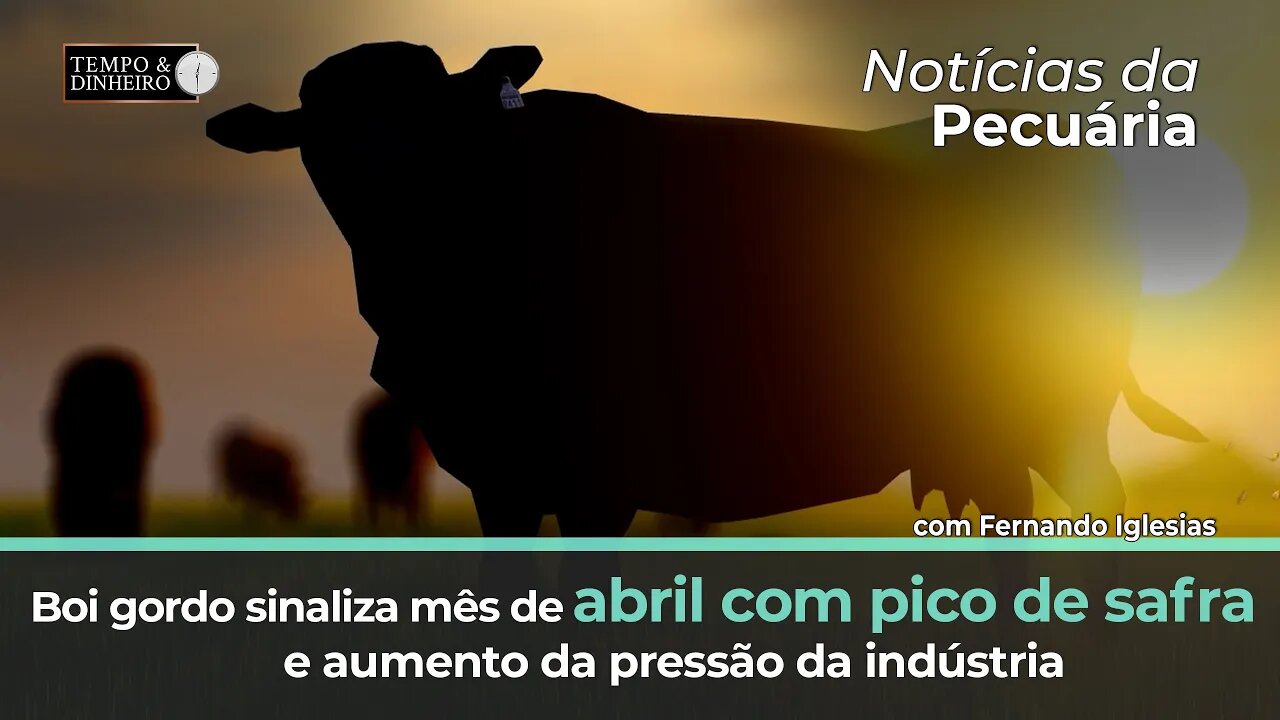 Boi gordo sinaliza mês de abril com pico de safra e aumento da pressão da indústria