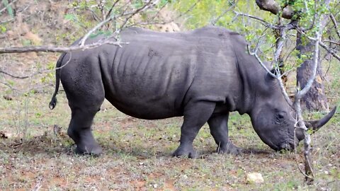 A rhino is bigger than a hippo1