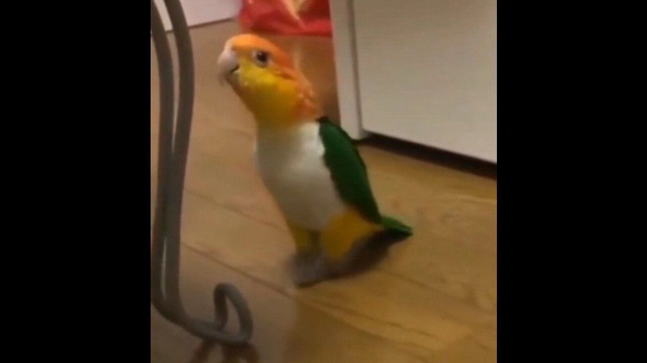 funny bird dancing show