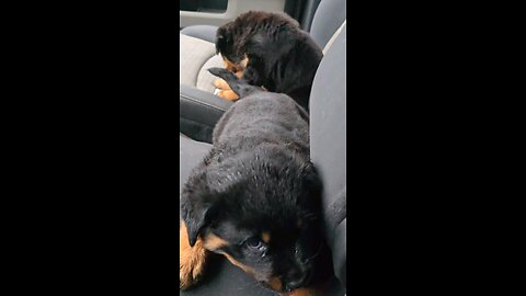 Vet Visit 6 Weeks