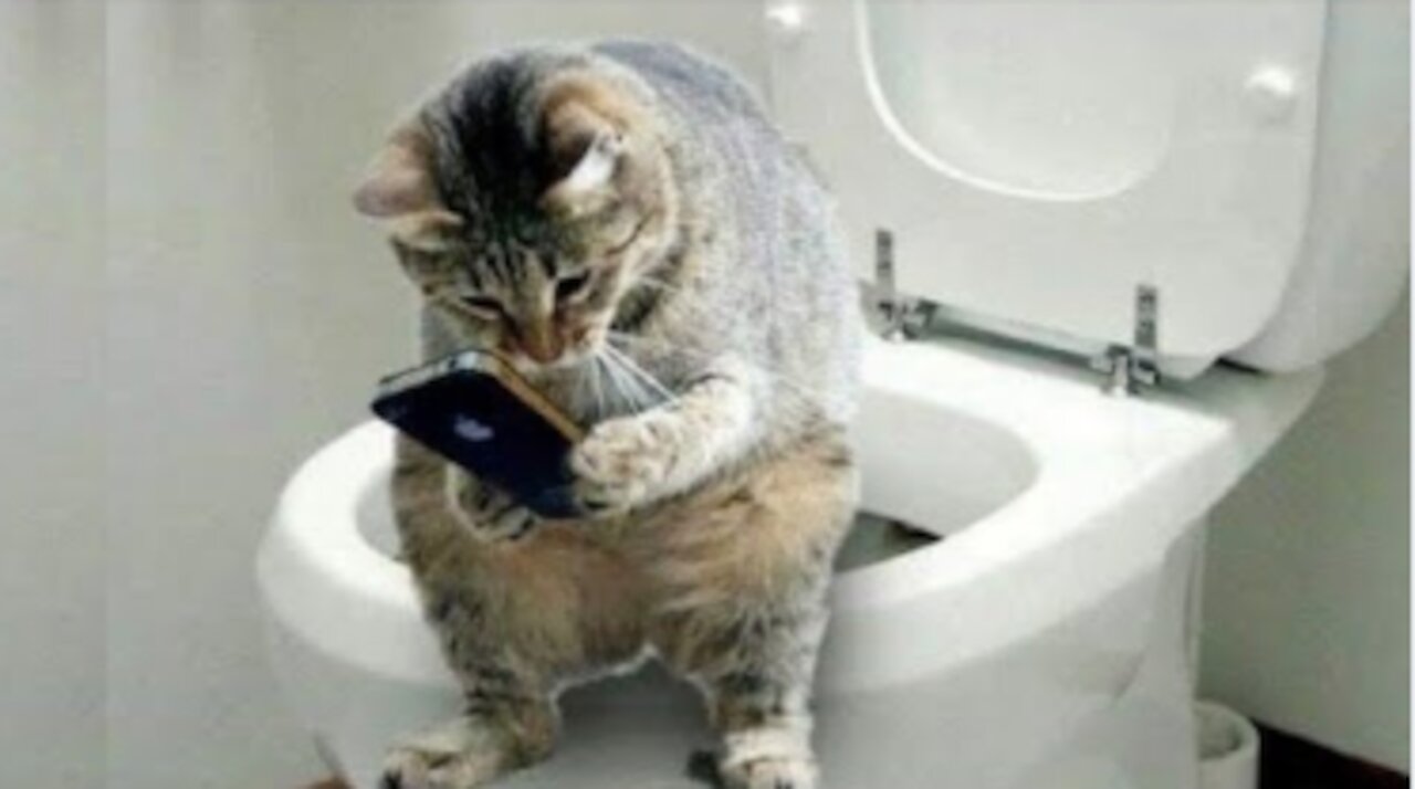 CATS will make you LAUGH, Funny CAT compilation (Really Laugh)