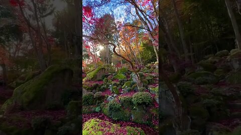 Impressive views on temple of Kyorinbo in Japan #Share💎#iubire #world #inspirationalquotes