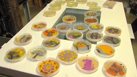 TMP Agar Art PKG Kyla