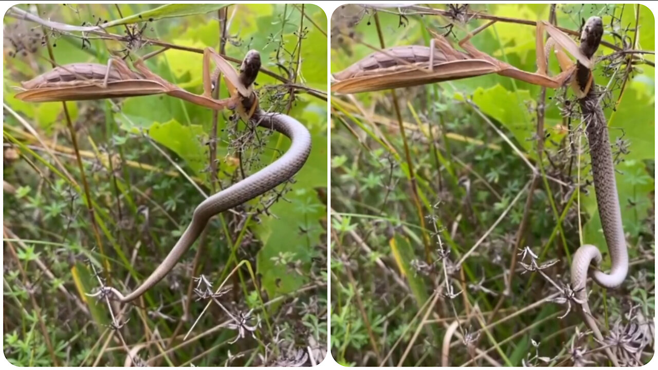 Praying mantis eating a live snake