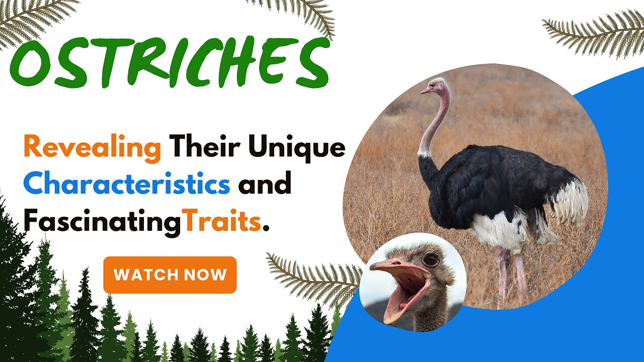 Ostriches, Revealing Their Unique Characteristics and Fascinating Traits.