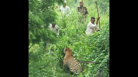 The Sundarbans, India| Searching A Tiger | Mangrove forest