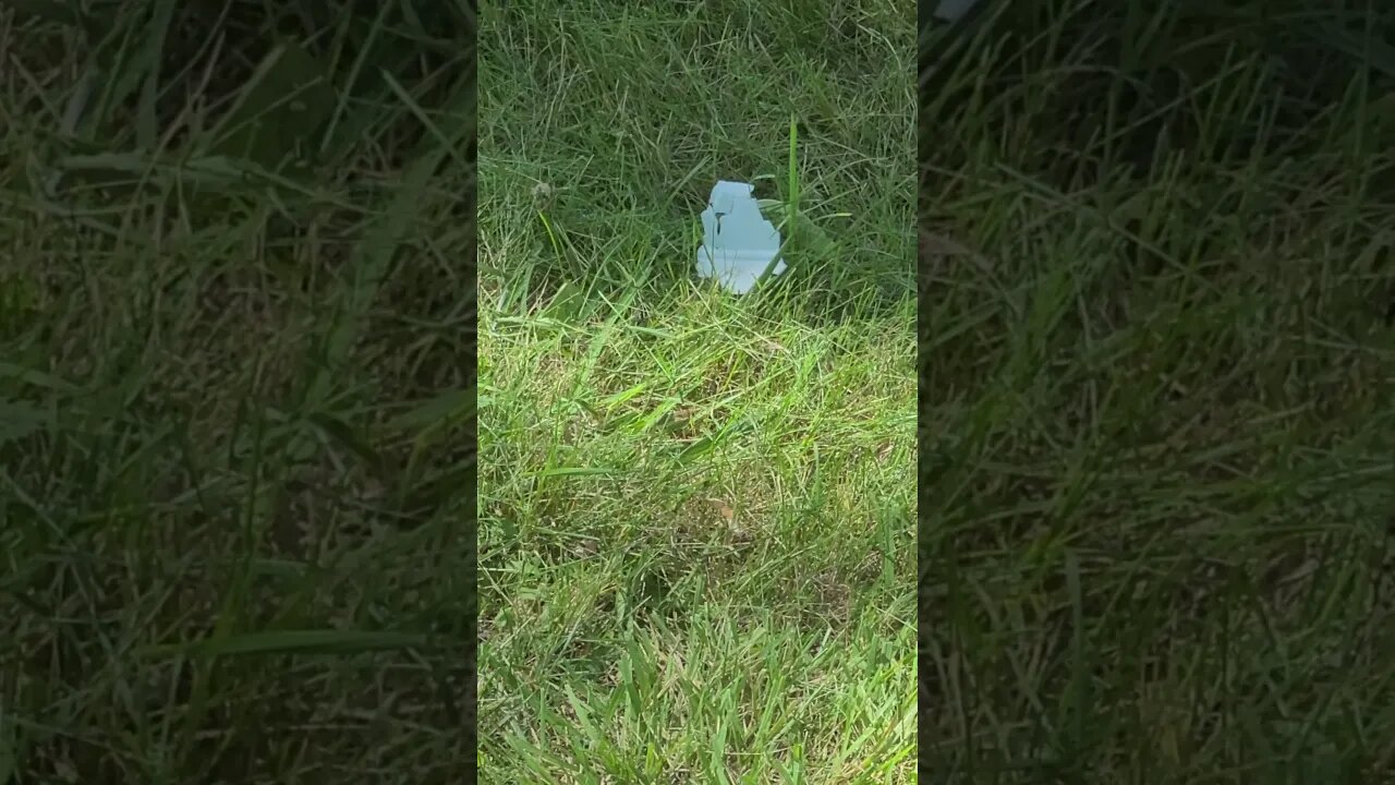 gone no trace #shorts