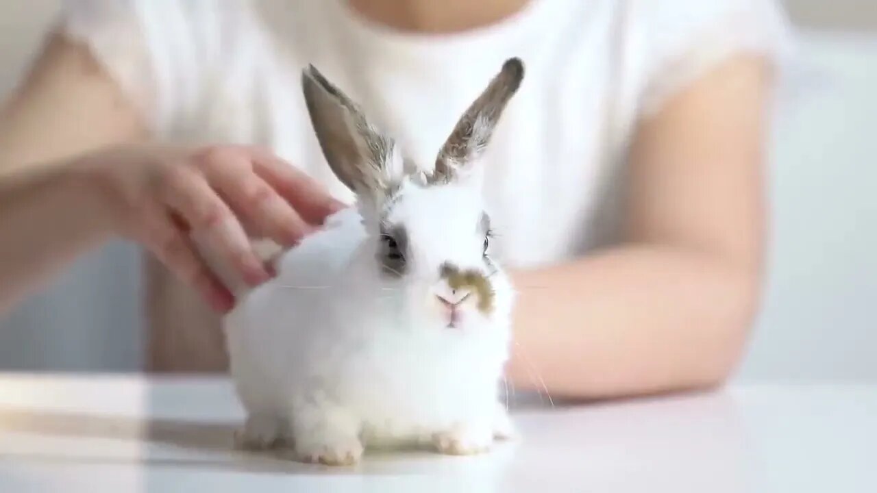 How Rabbits Choose Their Favorite Person