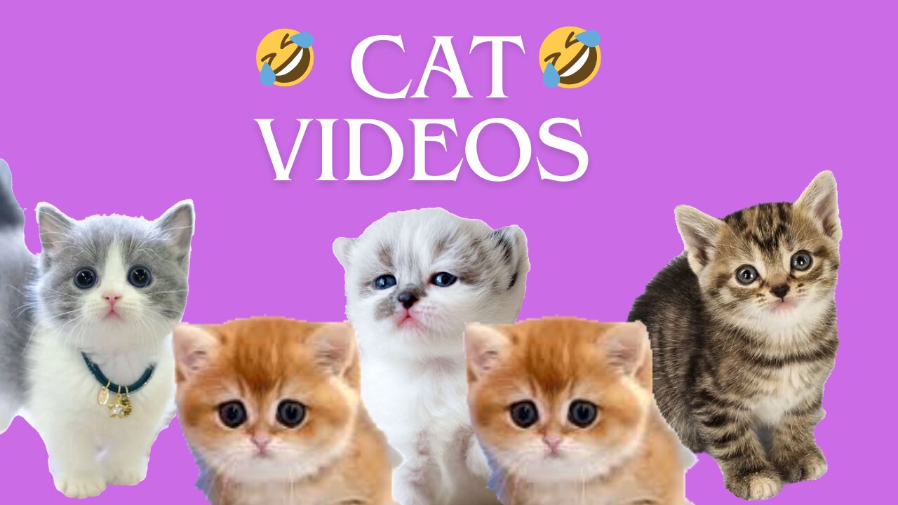 fanny cat videos ! fanny cat video