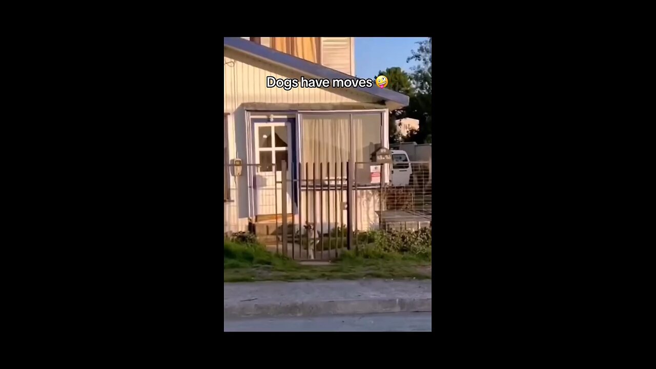dogs have moves