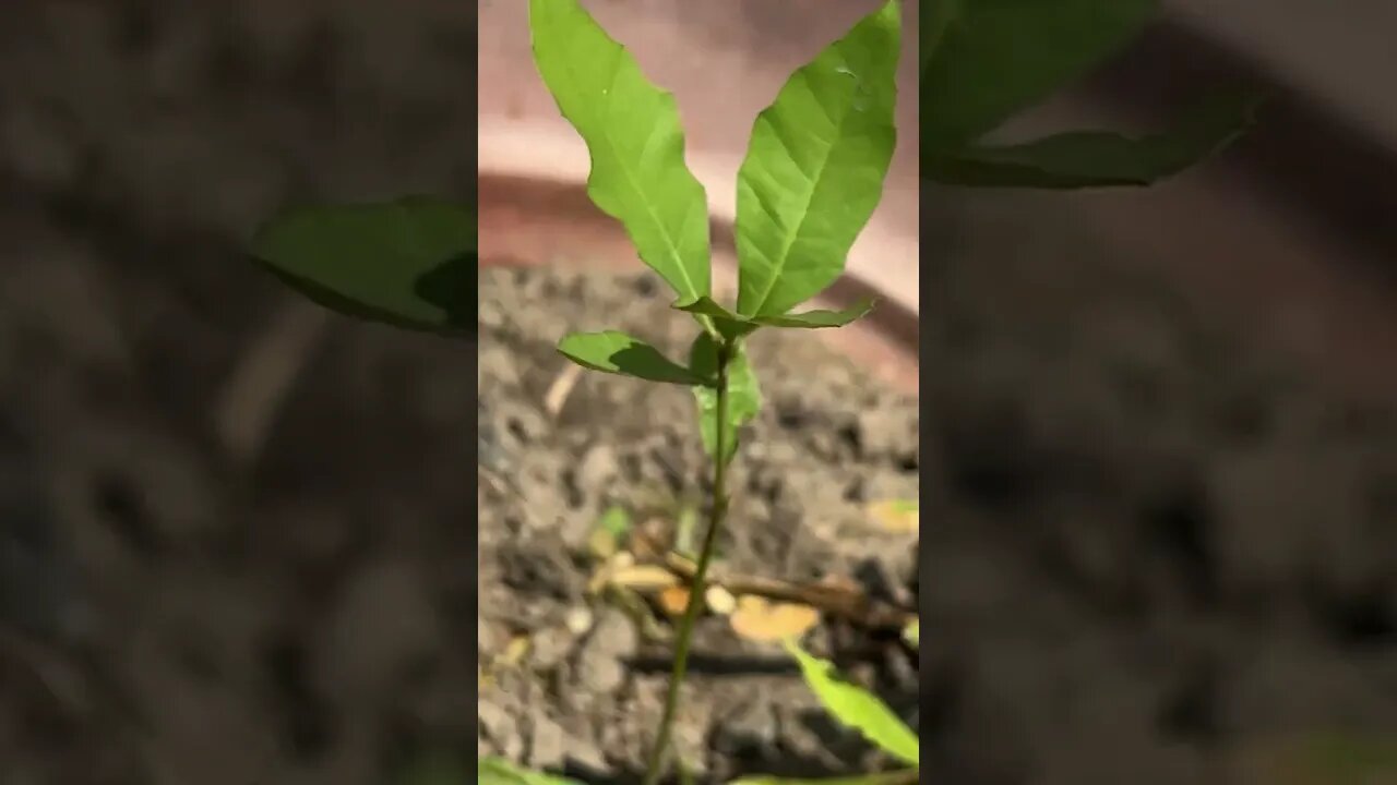 Growing oak tree