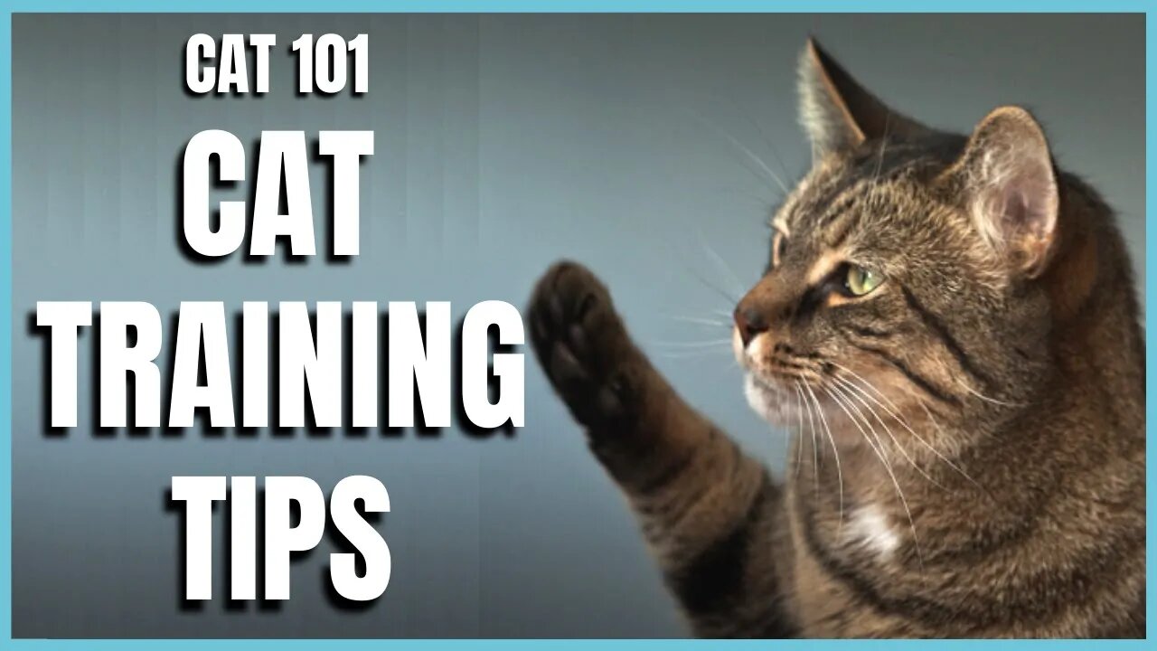 Basic Cat Training Tips