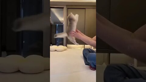 Funny Cats 🐈‍⬛