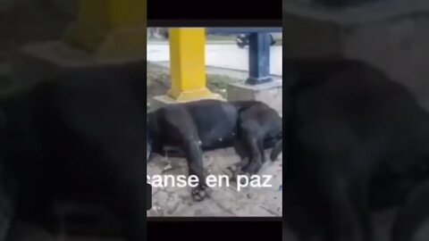 videos de risa mira al perrito