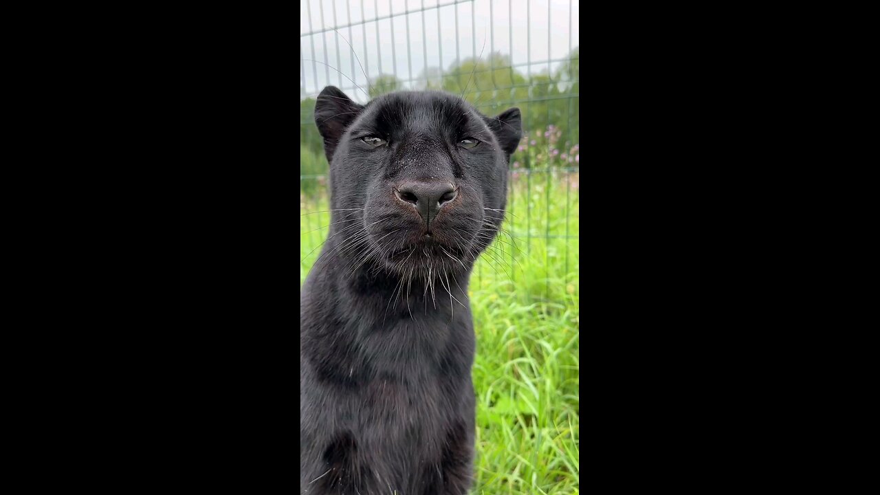 cute black panther