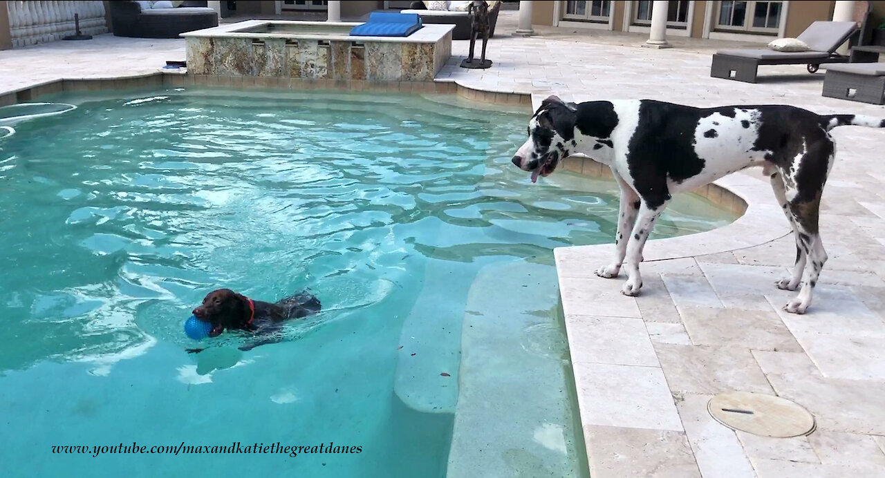 Water-loving Dog Tries To Convince Great Dane To Jump In Pool