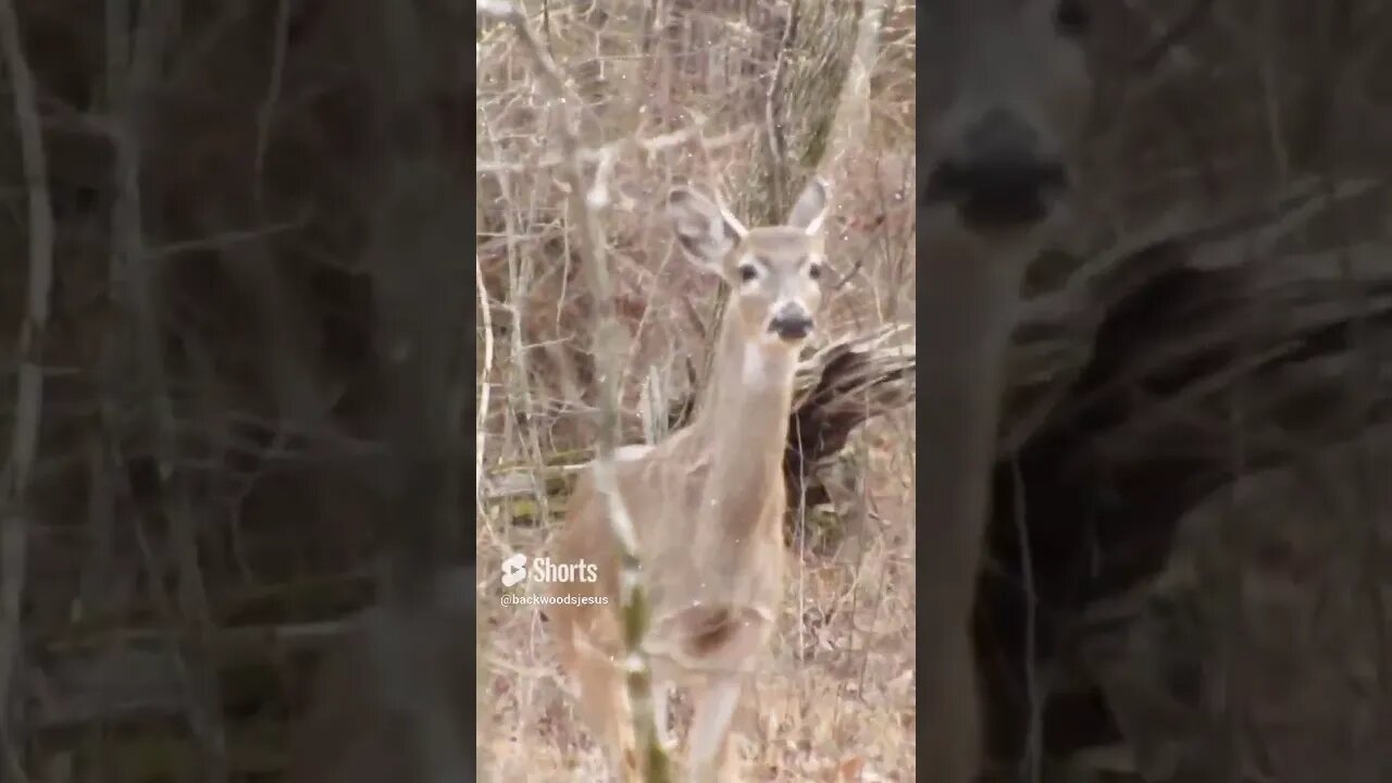 Deer at Chickamauga Battlefield