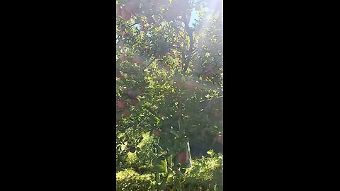 #apple_season