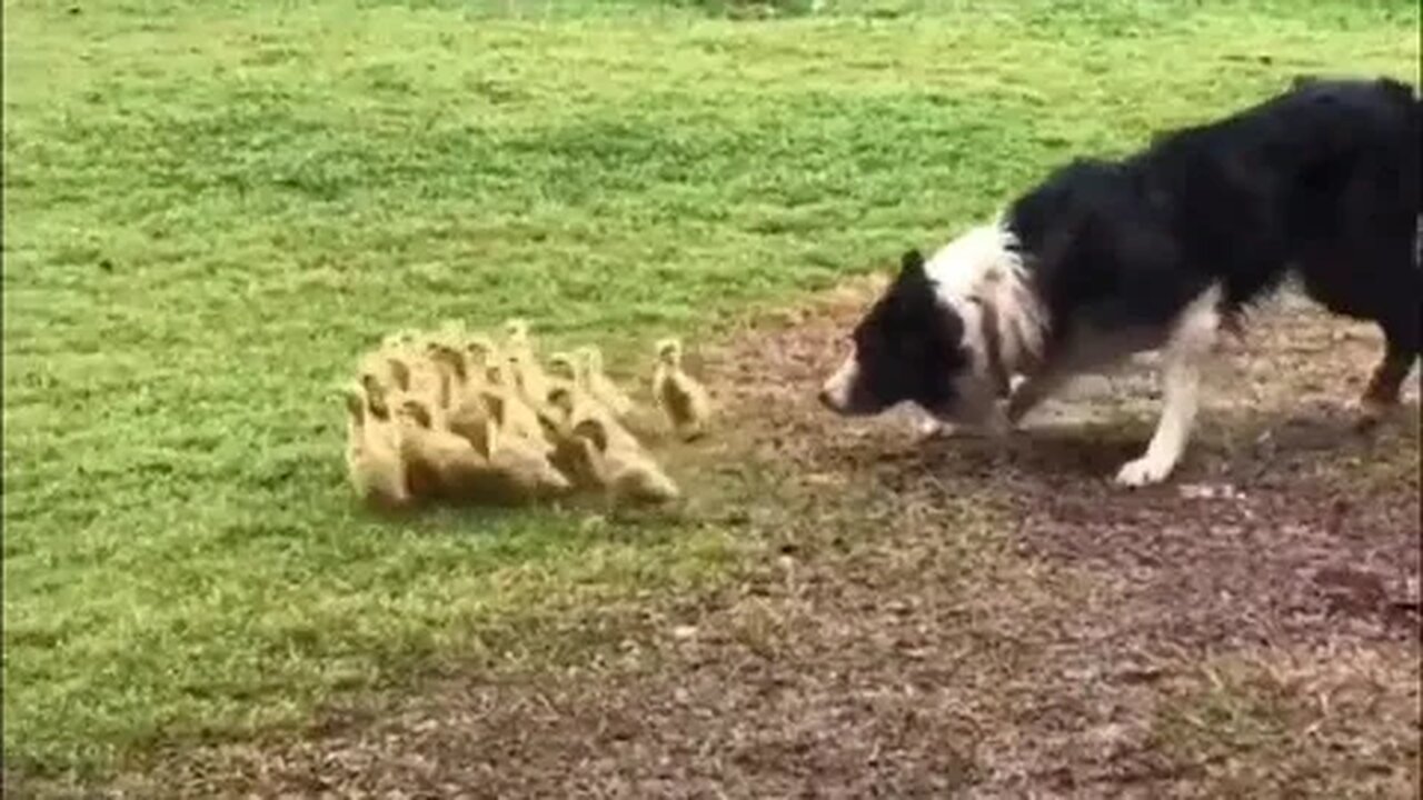 A Border Collie gently guiding ducklings to some water