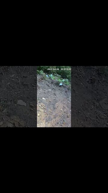 Guinea fowl alert sound - usually males